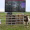 We’ve seen Twitch Play Pokémon, now Fenris Creations gives us Cow playing EVE Online
